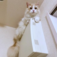 驚く場所に登るもなかくん（画像提供：を子さん）