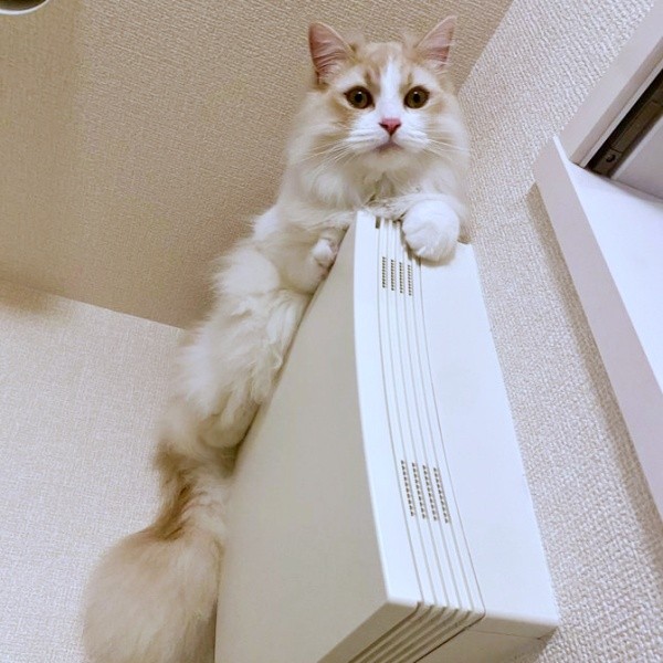 驚く場所に登るもなかくん（画像提供：を子さん）
