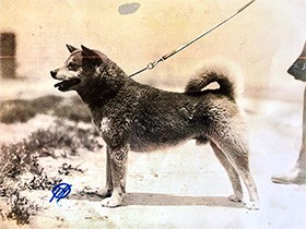柴犬のルーツ知ってる？　88年前に島根で誕生