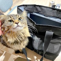 パパのカバンにスリスリするもなかちゃん（画像提供：おはぎともなかと時々オトンさん）