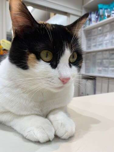 ツンデレのお姫様タイプのくるみ（山下さん提供）