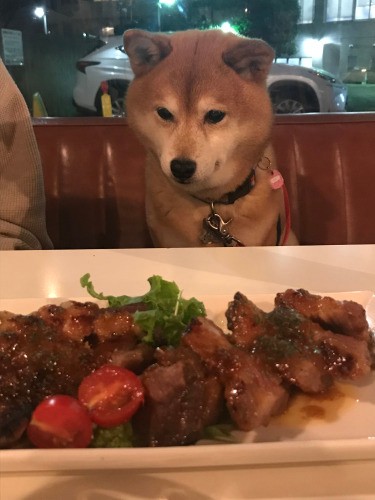 ドッグカフェにて。いいにおいのお肉に真剣なまなざし