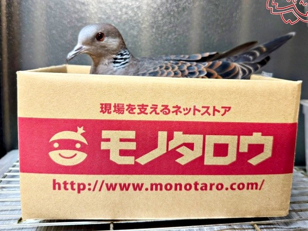 パパが用意した段ボール箱に営巣したリンちゃん（画像提供：ぽぅぽぅのいる世界さん）