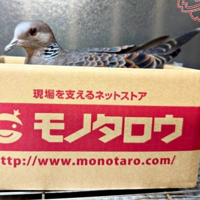 パパが用意した段ボール箱に営巣したリンちゃん（画像提供：ぽぅぽぅのいる世界さん）