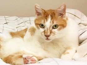 後追い、夜鳴き…中年猫のちょっと重たい愛　女性が下した決断