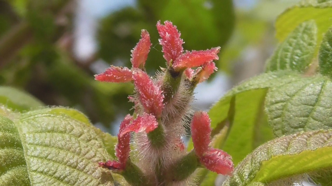 秋に熟す実は二ホンリスなど野生動物の貴重な食料に オニグルミの花の季節 岡山 吉備中央町 Ksbニュース Ksb瀬戸内海放送