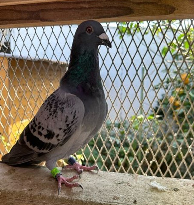 古里さん宅で静養中に撮影された伝書バト（画像は古里さん提供）