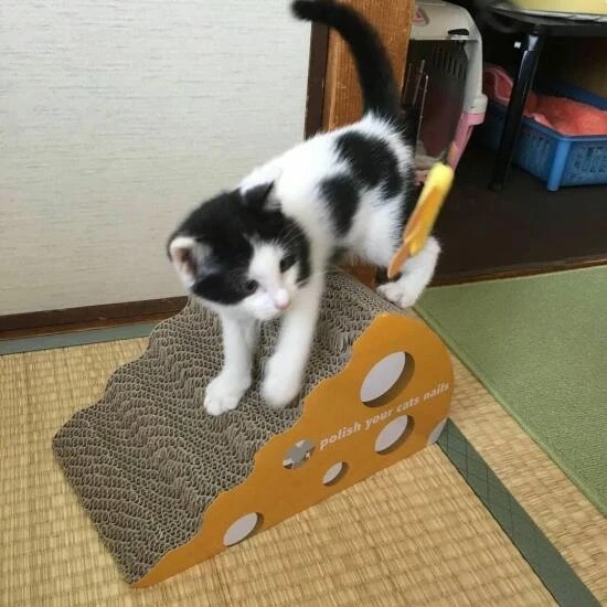 家にきたころの「なゆた」