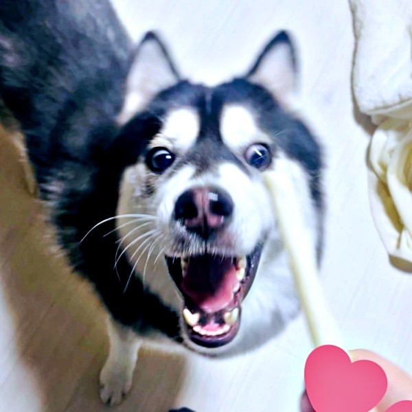 おやつにテンションが上がるおとびくんおとびくん（画像提供：おとび シベリアンハスキー（カイヌシ：ナルコ）さん）