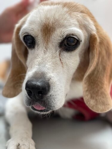 院内の犬、いな。散歩のあと、くつろいでいるところ（新谷さん提供）