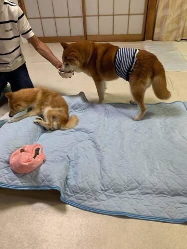 「ファミーユ」への寄付金は医療費を主としつつ、車椅子や防音ハウスなど、個々の犬が必要とするものへと使われている