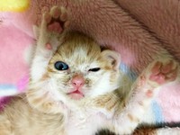 保護時、生後推定2カ月。バンザイ寝するみやびちゃん（画像提供：ふみさん）