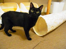 大人気の猫おもちゃも　「みんなイヌ、みんなネコ」でグッズ販売