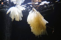 アオリイカの卵を展示（四国水族館提供）