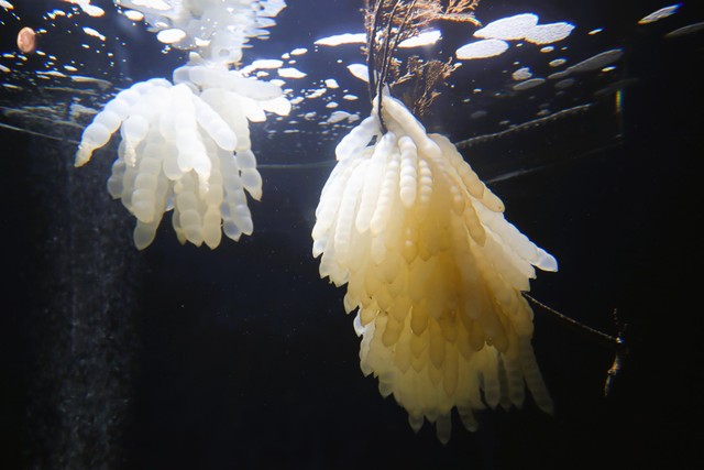 四国水族館でアオリイカの卵を展示　孵化や成長などを楽しんで　香川・宇多津町