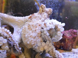 タコも夢を見る？　動物はなぜ眠るのかを探し求めて