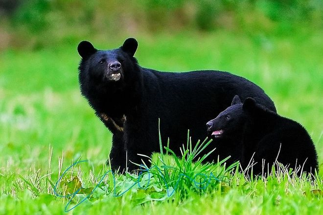 JR companies upgrade worker safety as bear incidents hit high