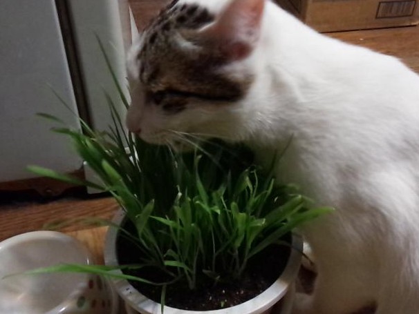 猫が食べてはいけない草ってあるの？　猫草に頼らない毛玉対策