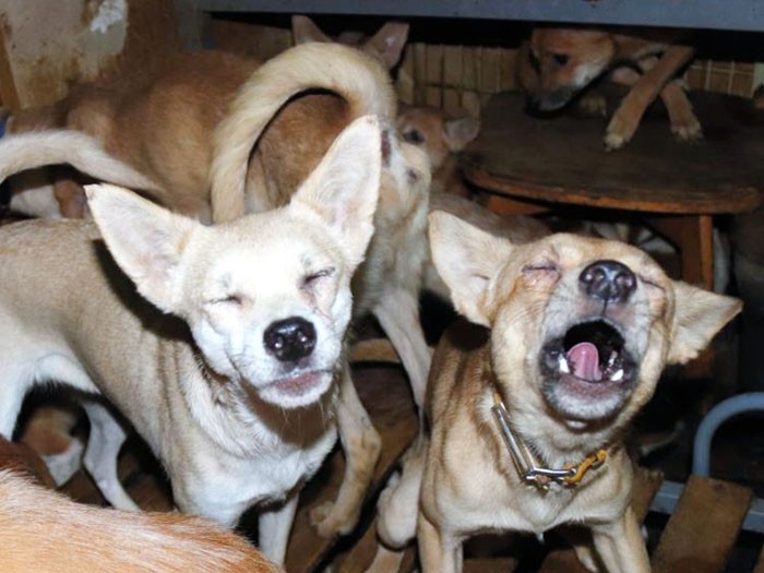 多頭飼育崩壊が起きている部屋の様子。犬はやせ細っている（どうぶつ基金提供）