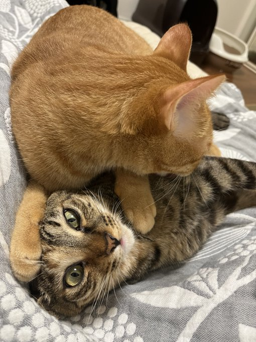 今日も2匹は仲良し