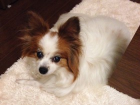 犬を飼いたいあなたへ　お金、時間、介護…大変だけど大丈夫？