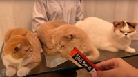 集まってきた猫たちにちゅ～るを（みかんとじろうさんちさん提供、YouTubeよりキャプチャ撮影）