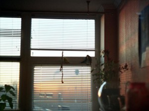 今日も家族LINEをしながら、帰りたい実家に思いを馳せる