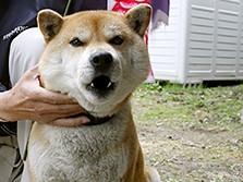 避難所暮らしのシバイヌ　１７歳で逝った福島の文太、安らかに