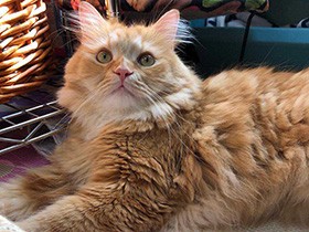 まったり日なたぼっこ　ツンデレのノルウェージャン「ぷぅ」