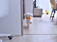 部屋の向こうから駆け寄るぽてとくん（画像提供：マルプーのぽてとさん）