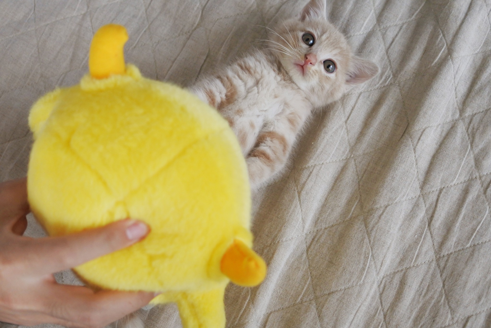 キュートな子猫のフォルム　（mimoeさん提供）