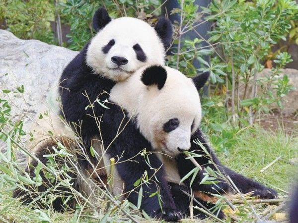 元気で シャオシャオ、レイレイ ｜ 朝日小学生新聞 | 朝日中高生新聞