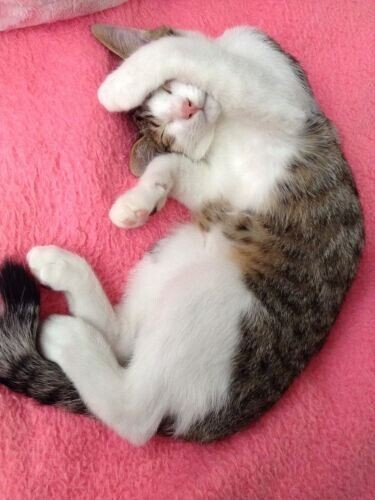 家にきたころの「もも」