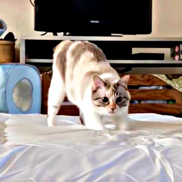 シャッ！と現れたルールーちゃん。切れ味のいい動きに励まされる人続々（画像提供：kaoruさん）