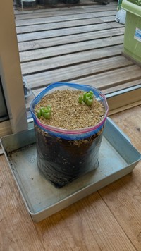 小松菜の根っこの部分をジップロックに植えて育てた結果・・・（「ぽたろうの家庭菜園HACK」さん提供）