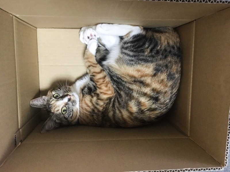 グリーンの瞳と豊かな表情がチャームポイントのミア