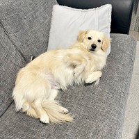 目が合うとーーお腹を見せるとろろくん（画像提供：ポメックスのとろろくん）