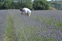 祖父の代からオリーブを育てるベネディッティーニ・フラビオさん。近年はラベンダーの栽培にも力を入れる