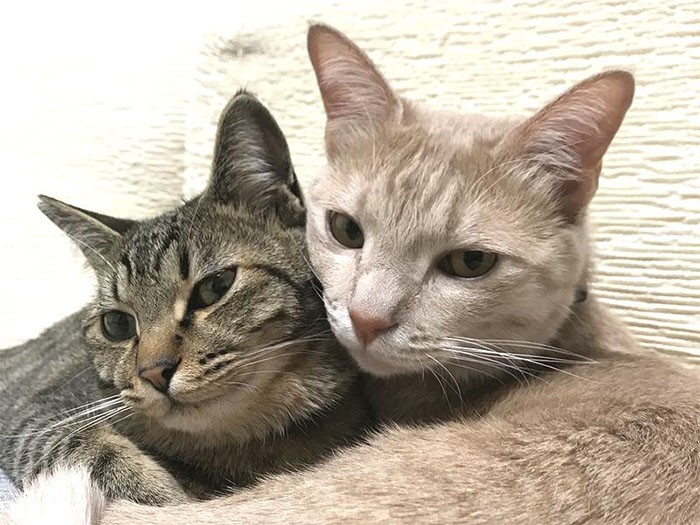 とらくん（左）と小麦くん