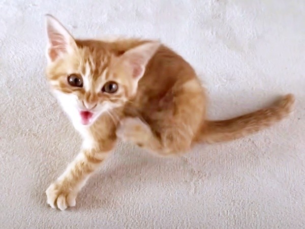 保護後、少しずつ回復し活動的になっていったミックくん（画像提供：ミックという猫さん）