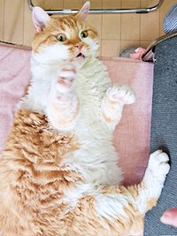 夢中でおもちゃ遊びをするもやしくん（画像提供：ラムキンのもやし君さん）