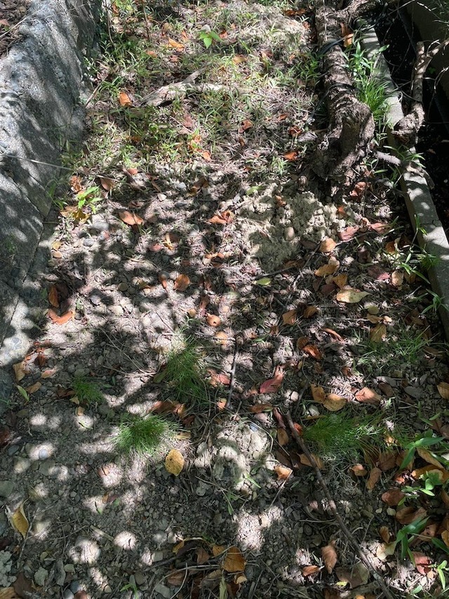 隠れているわけじゃないのに……全然見えない（画像提供：よろたむさん）