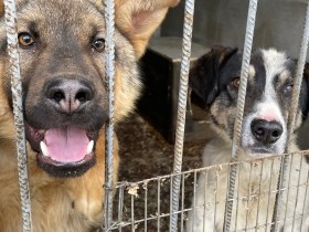 動物が気になり現地取材　ウクライナ、戦火のなかでも犬と猫を救う人たちと出会って