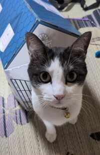飼い主さんと車に乗って一緒に通勤しているというめめくん（「koko」さん提供、Instagramよりキャプチャ撮影）