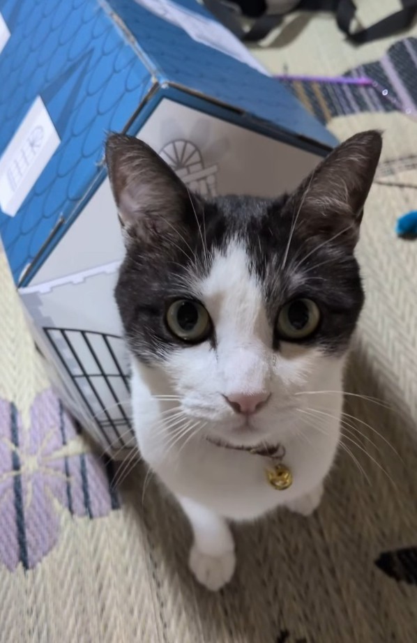 飼い主さんと車に乗って一緒に通勤しているというめめくん（「koko」さん提供、Instagramよりキャプチャ撮影）