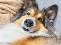 上唇が歯にくっついてしまっても可愛いこてつくん（提供：こてつ日誌🐾シェルティのこてつさん）