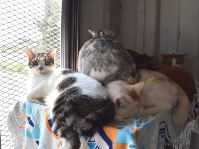日だまりでくっついて寝る猫たち