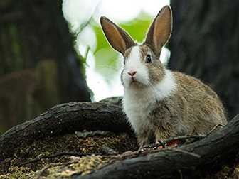 約１０００匹のうさぎが暮らす島　見守る「うさぎ写真家」