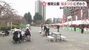 仙台・榴岡公園で桜まつり開催中　咲き始めの花やつぼみを楽しむ