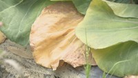 ハクサイやキャベツの葉が焼け…暑さの影響で農作物出荷できず　17日は最高気温30℃の予想
